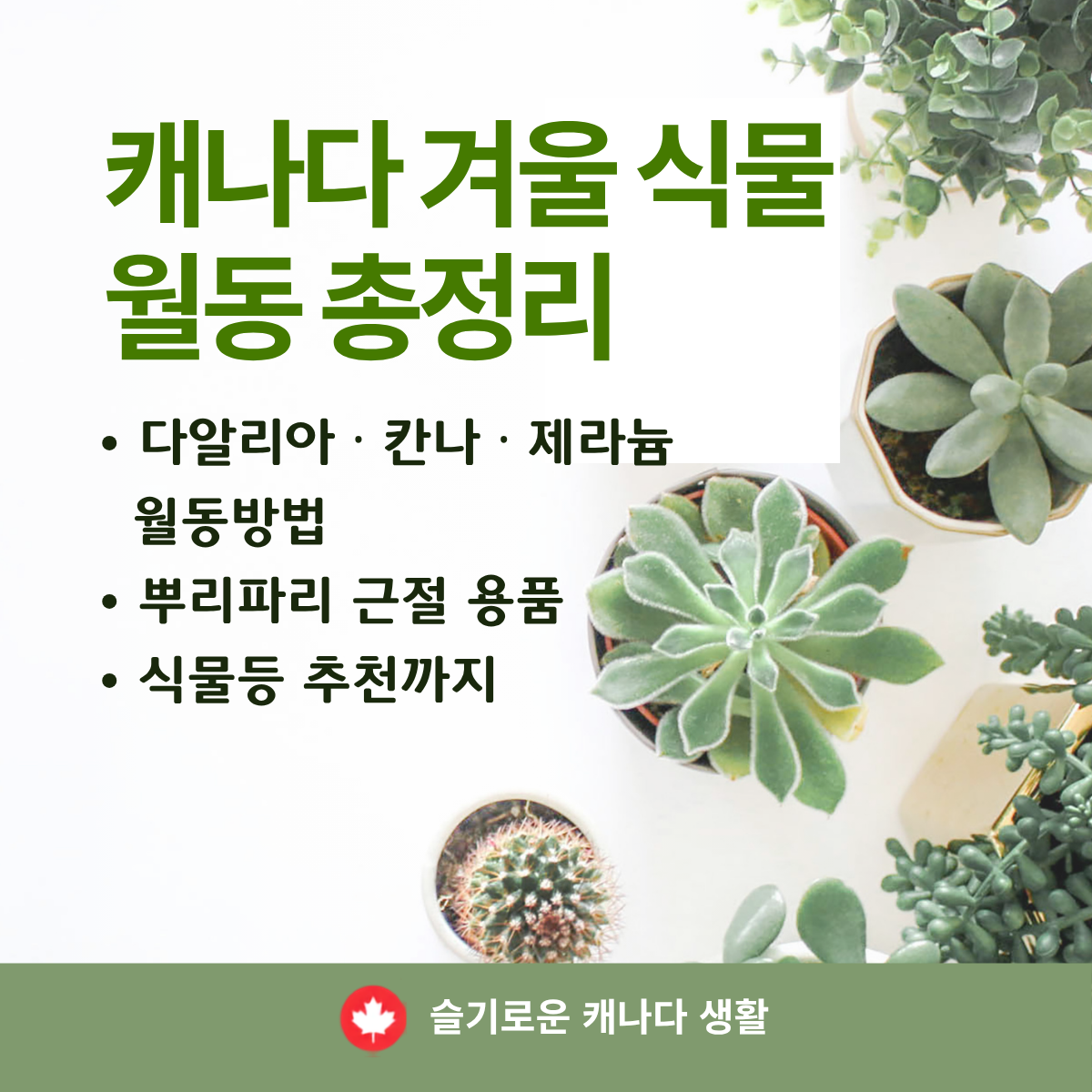 캐나다 겨울철 식물 관리와 월동 준비 - 제라늄&middot;다육이 겨울나기부터 식물등 추천까지