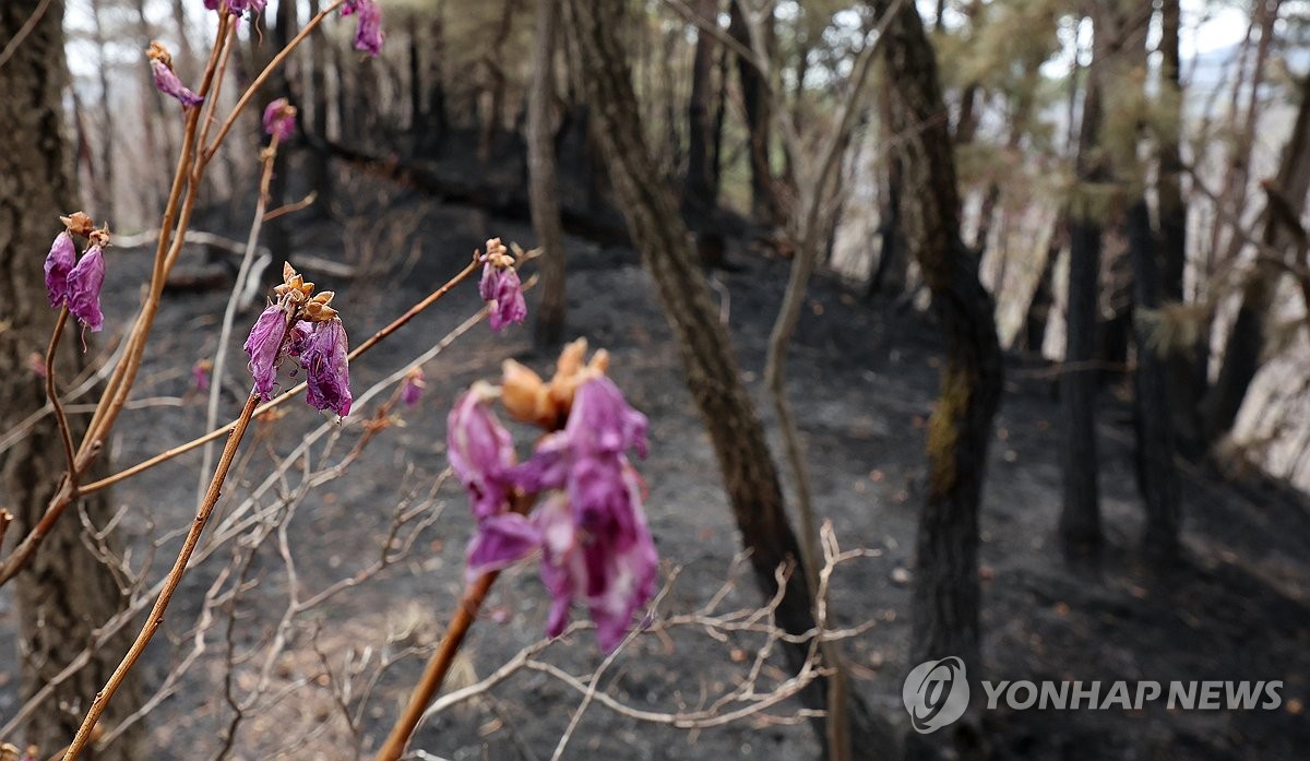 "과거 산불 최다 발생은 식목일"…전국 식목행사 취소 잇따라
