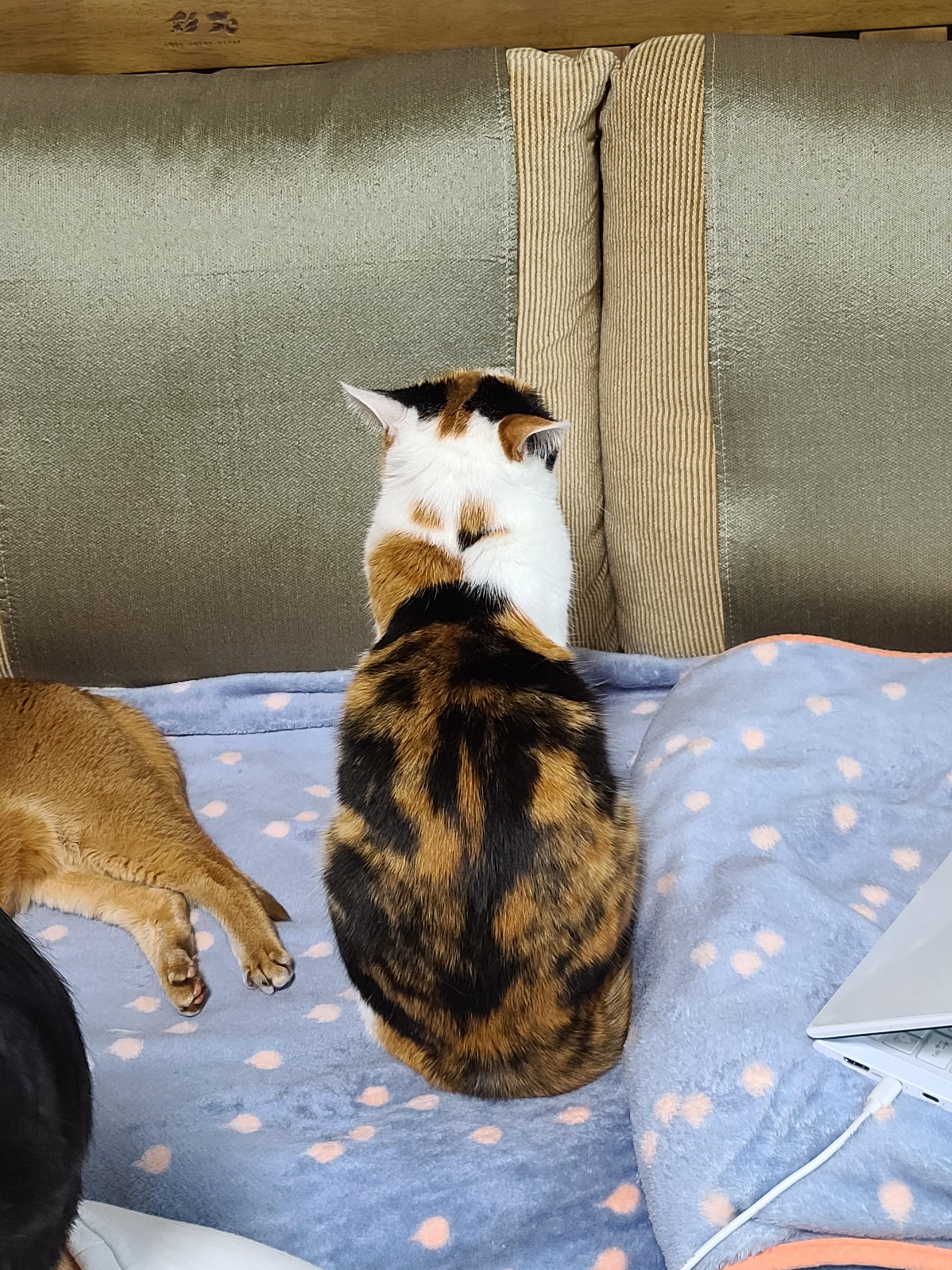 삼색이 요미가 벽보고 앉아서 움직이지 않는 이유.