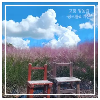 고창 핑크뮬리축제 청농원