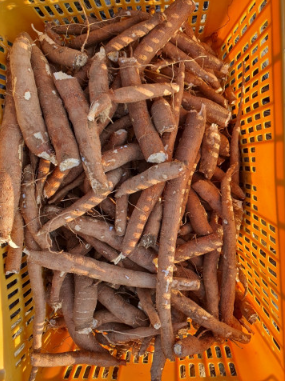 농업회사법인 한국카사바