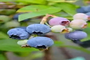 블루베리
