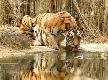 호랑이꿈 상황별 해몽