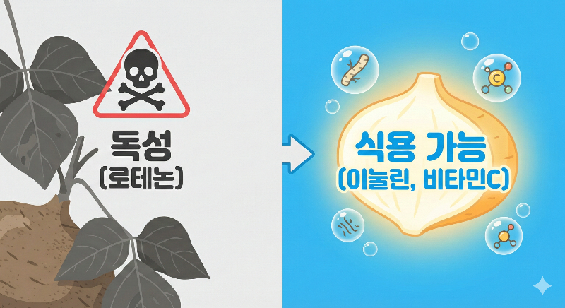 독성 로테논 성분