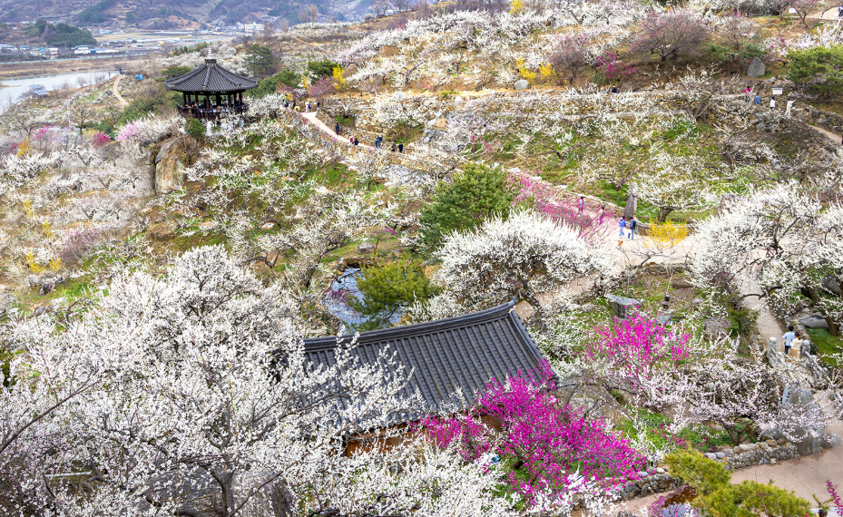 전남 광양 매화 축제