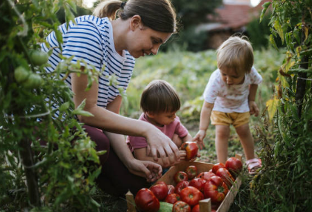 토마토 효능&amp;#44; 보관방법&amp;#44; 부작용 총정리 (2024ver)