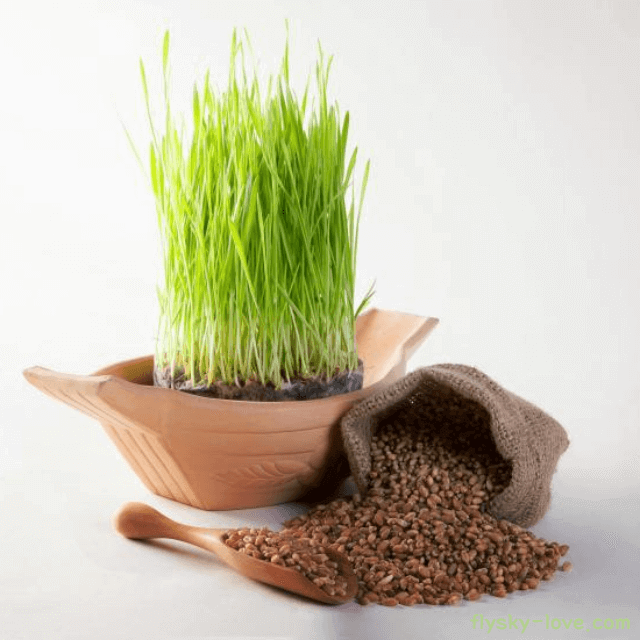 체내 독소 배출엔 밀싹