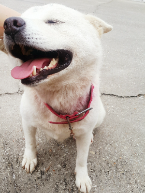 강아지와 교감하는 7가지 방법.