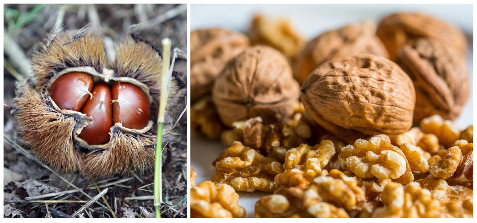 가을 제철 음식 완전정복, 효능부터 레시피까지