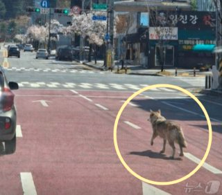 대전 오월드 늑대 늑구 탈출 원인 암컷 드론 생포