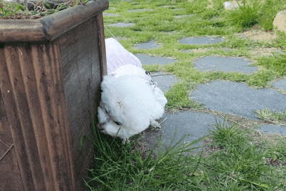 미니비숑 냄새맡기