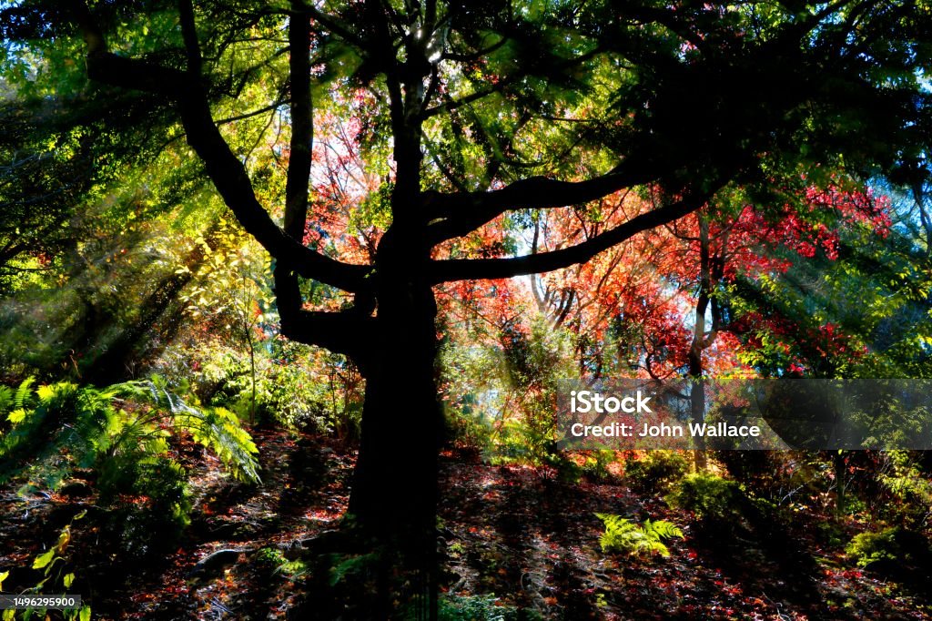 아침이 고요 수목원