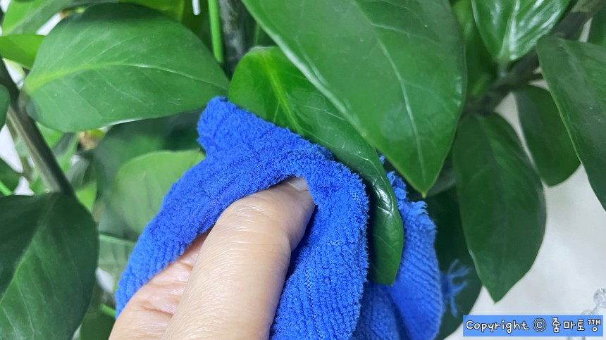 식물-마요네즈로-닦기