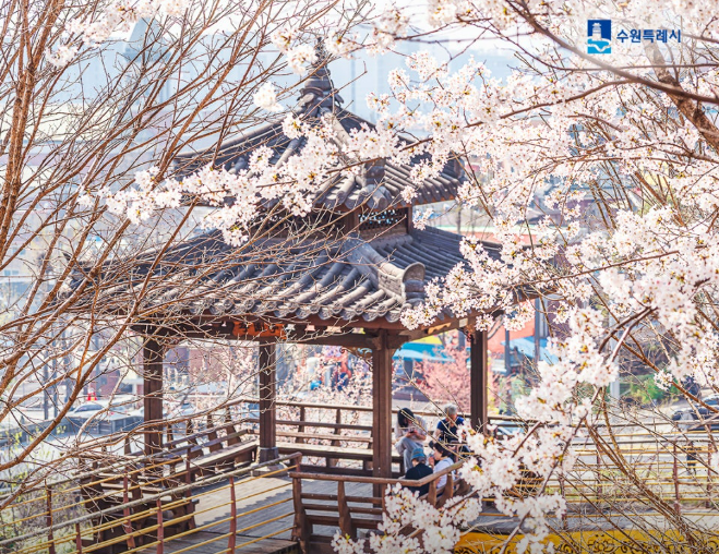수원 벚꽃 개화시기