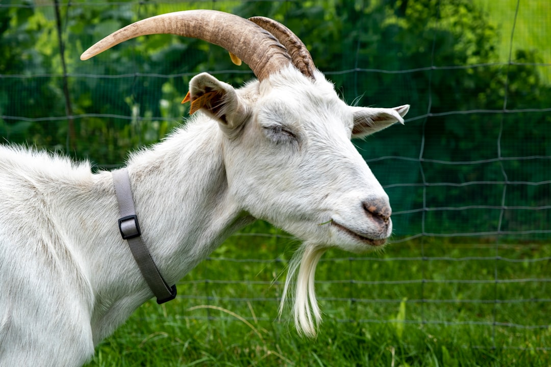 Goat.