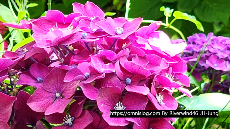 수국 水菊 hydrangea flower