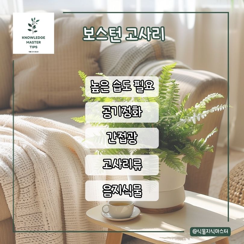보스턴 고사리 소개