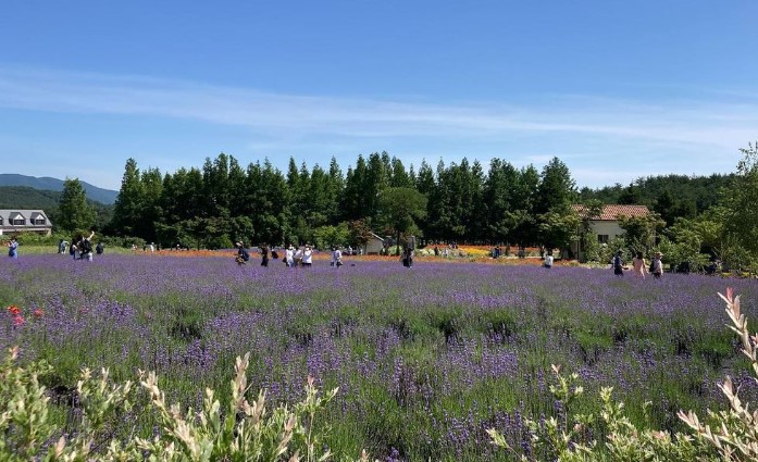 고성 하늬 라벤더팜