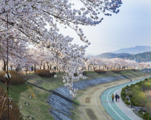 영주 벚꽃