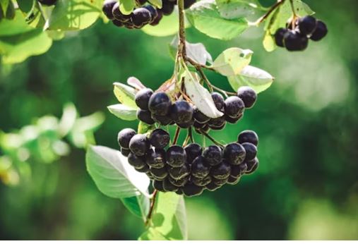 아로니아 효능 썸네일