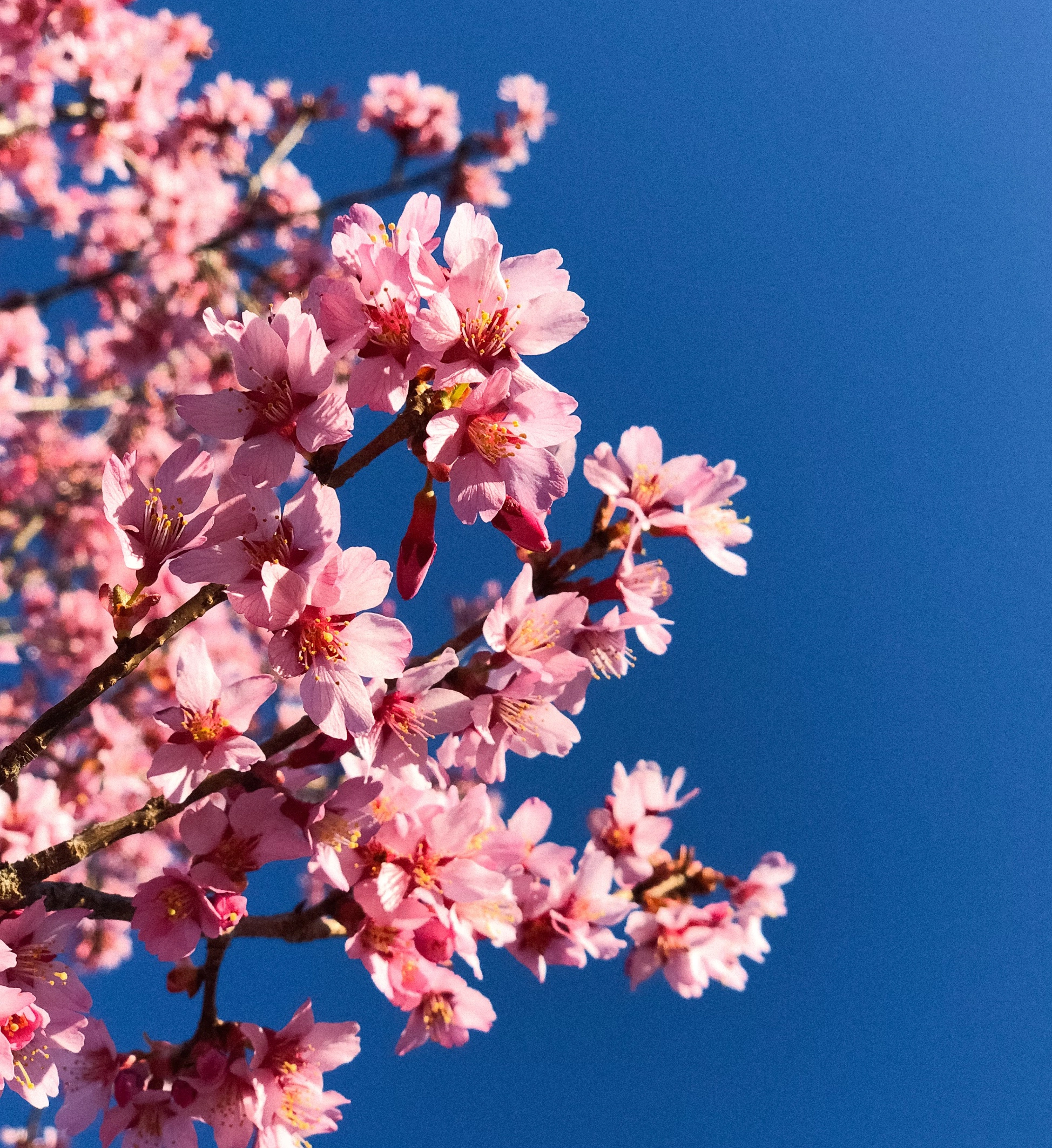 화개장터 벚꽃축제 일정