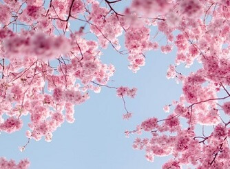 진해 군항제 벚꽃축제