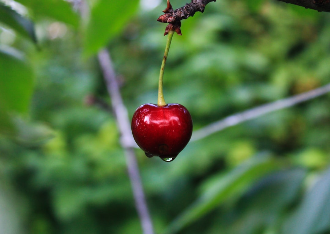 Bilberry
