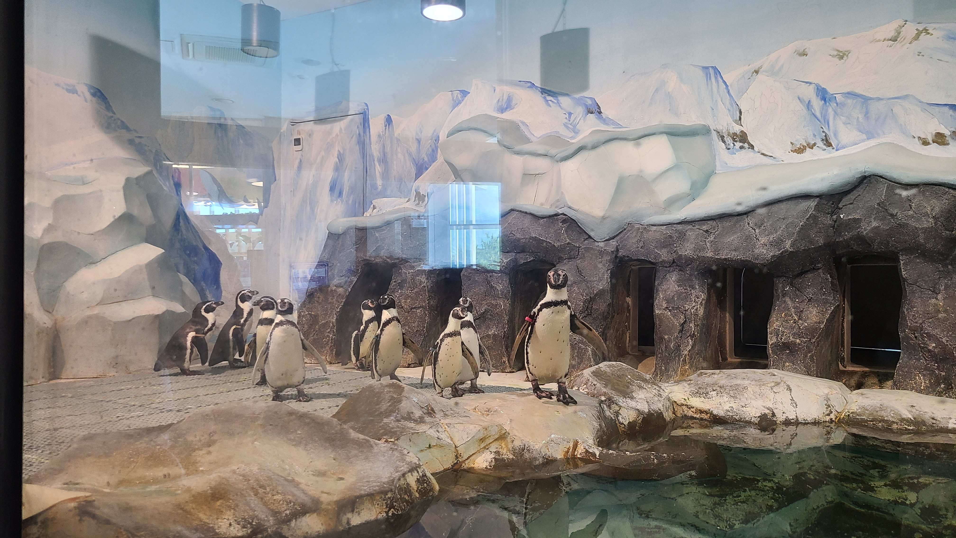 강릉경포아쿠아리움