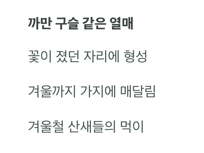 가을이 주는 선물, 까만 '열매'