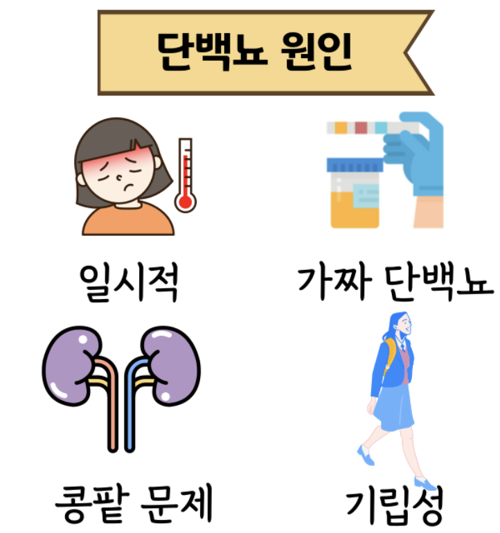 단백뇨의 원인 1