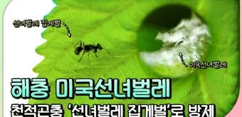 병해충 천적 활용 무당벌레 기생벌 끈끈이트랩 친환경 방제_9