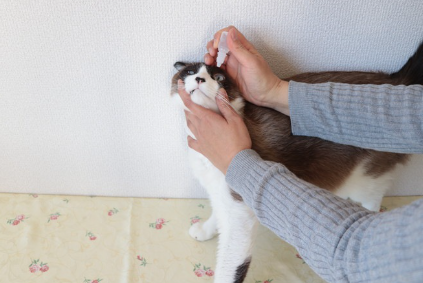 고양이에게 안약을 먹이는 여자.