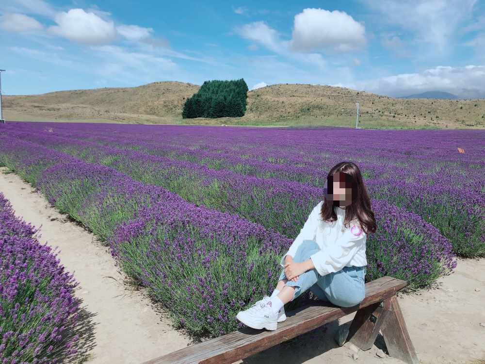 nz 알파인 라벤더