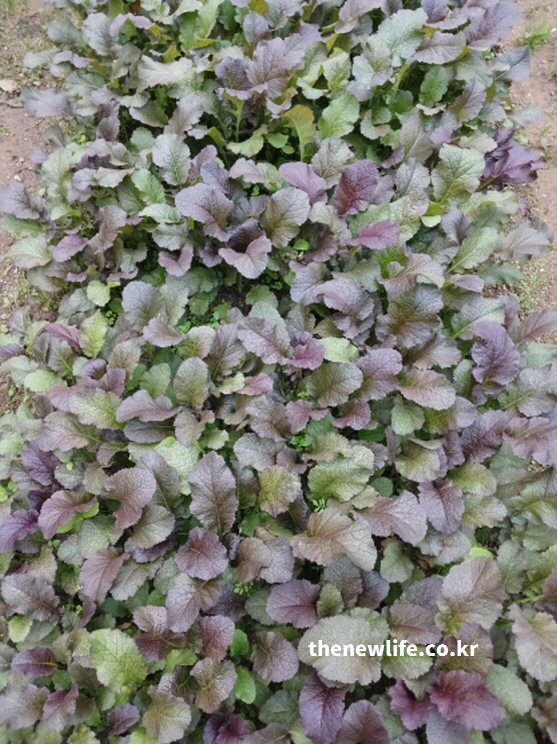 갓 효능 - 해독과 항산화 성분이 자라는 붉은 갓 밭의 실제 재배 모습