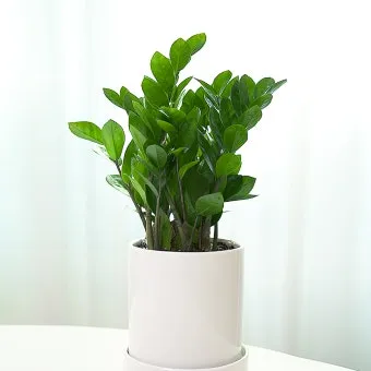 햇빛 부족 해결 식물등추천 설치위치 시간대 초보도 쉽게 적용_6