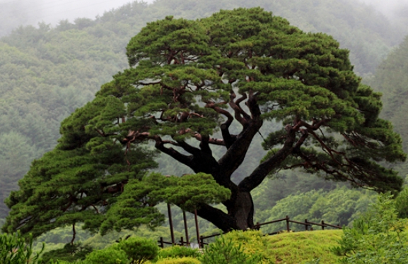 한국의 떡 종류 복령떡-소나무