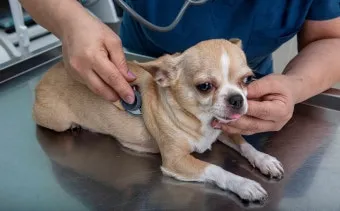 강아지 오래사는 신장관리 비법 생활습관_6