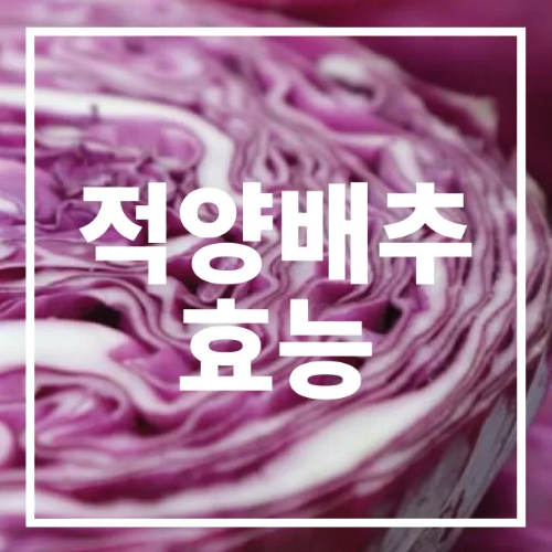 적양배추 효능