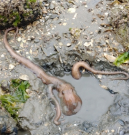 삽시도 어촌체험마을