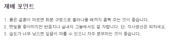 행운목 생육 적정 온도 정보