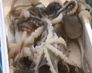 서천 동백꽃 주꾸미 축제_20