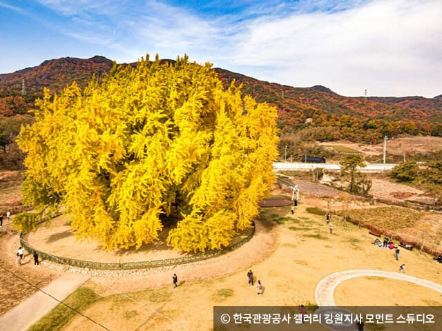 가을 여행지, 황금빛 은행나무가 멋진 장소 Best5