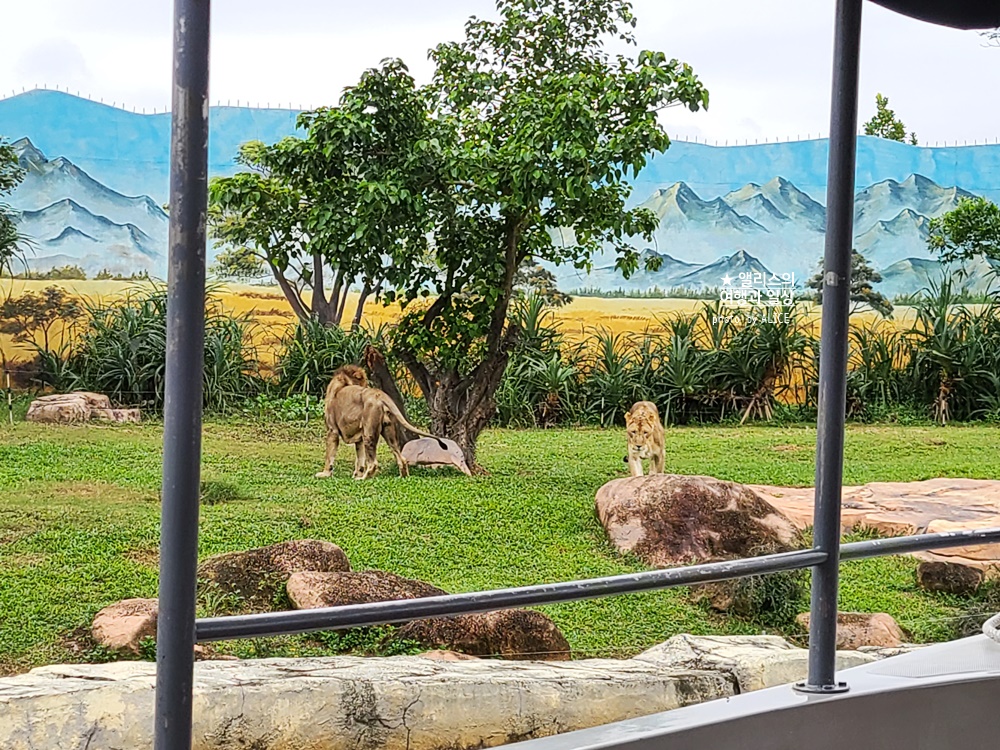 베트남 남호이안 빈원더스 사파리 후기 가격 할인입장권 예약 리버