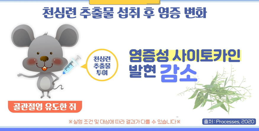 천심련 효능