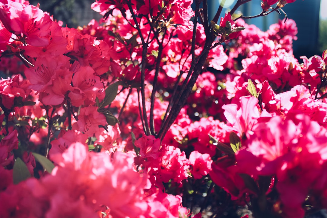 Azalea