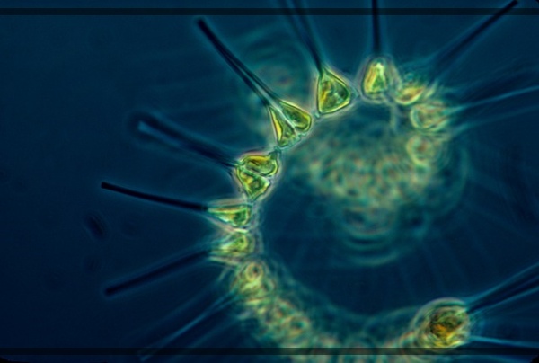 지구가 아파요. 15 바다 생명의 기초 열대 해양 플랑크톤