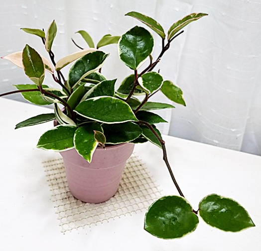 호야꽃 꽃말 뜻 호야 키우기 꽃피는시기 향기 분갈이 영양제 총정리3