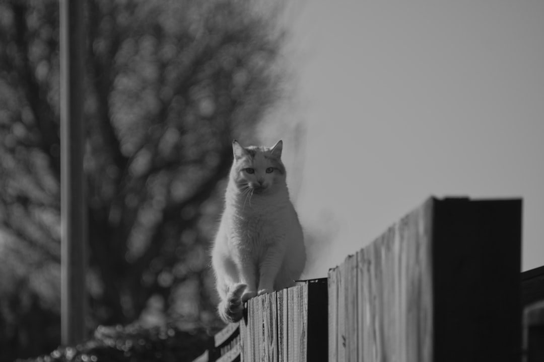 Witness