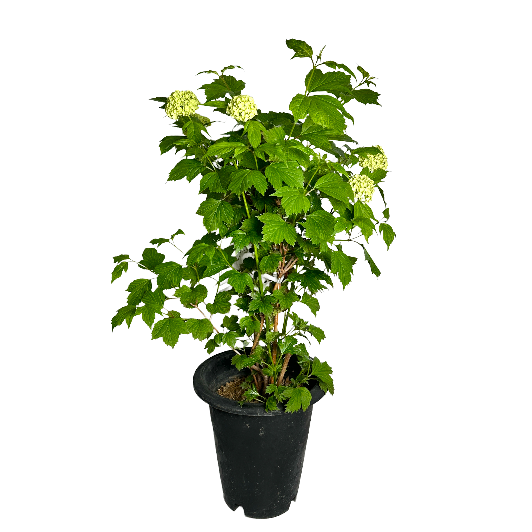 불두화 키우기 수국 꽃 목수국