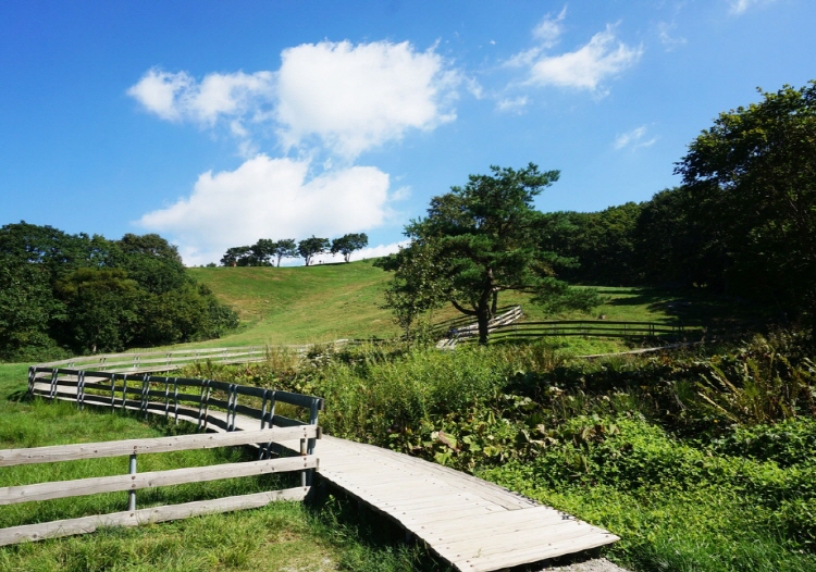 대관령 양떼목장